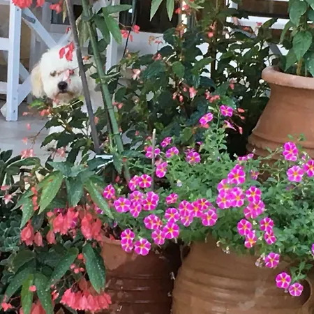 Hotel Eros Benitses (Corfu)