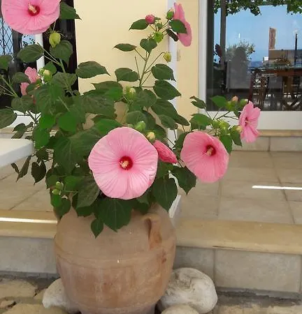 Eros מלון בניטסס
